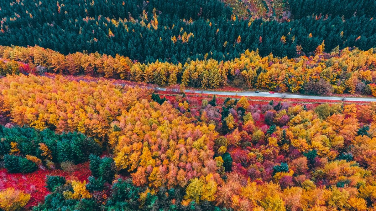 A breathtaking bird's-eye view of a vibrant autumn forest displaying beautiful fall colors.