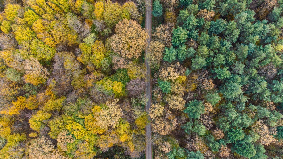 A high angle shot of a vibrant autumn forest next to lush evergreen trees, showcasing seasonal contrast.
