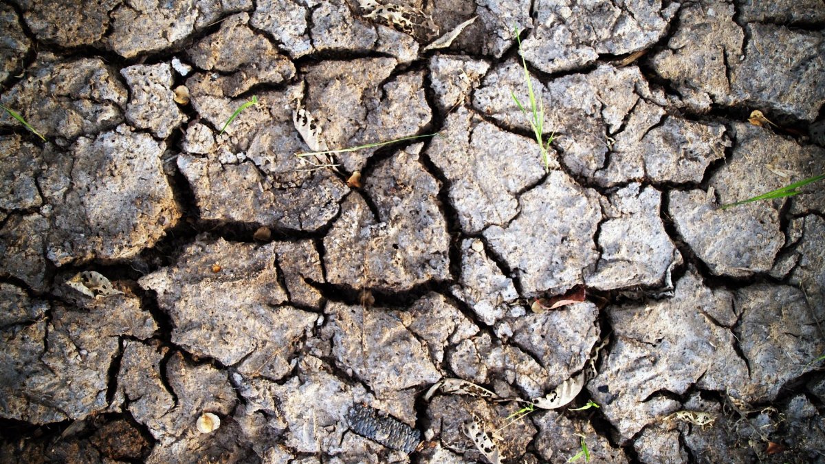 Close-up of cracked dry earth with small green grass shoots, capturing the impact of drought.