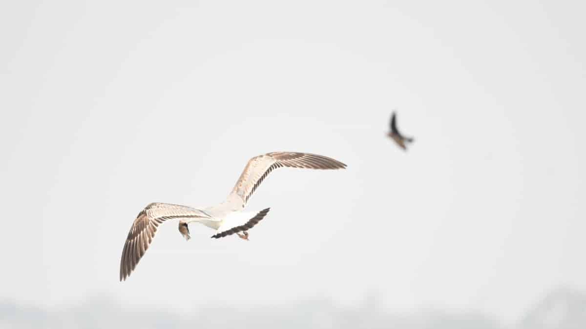 High-key photo capturing seagulls soaring in an overcast sky.