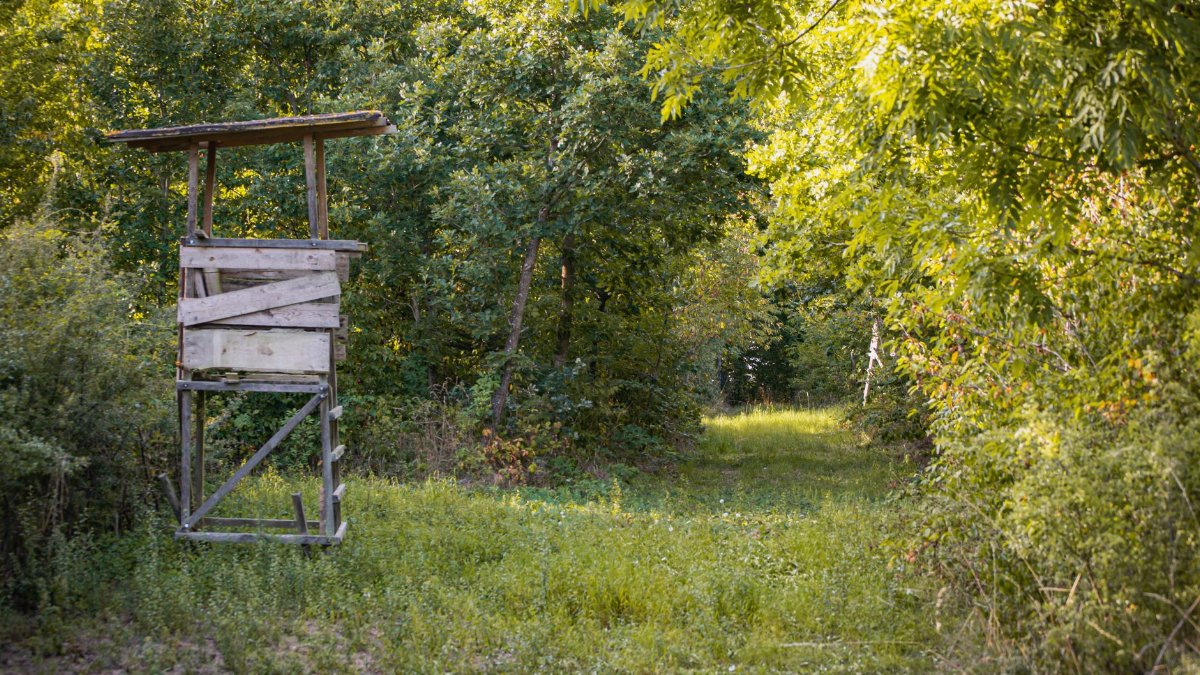 A rustic hunting blind surrounded by dense greenery in a serene forest setting.