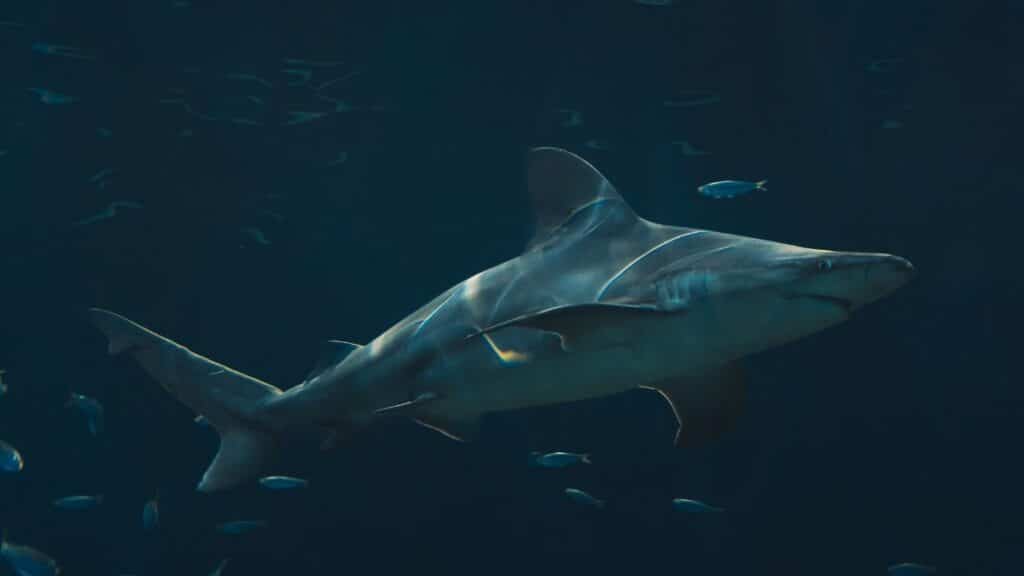 Majestic bull shark gliding through the ocean depths amidst small fish.