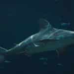 Majestic bull shark gliding through the ocean depths amidst small fish.