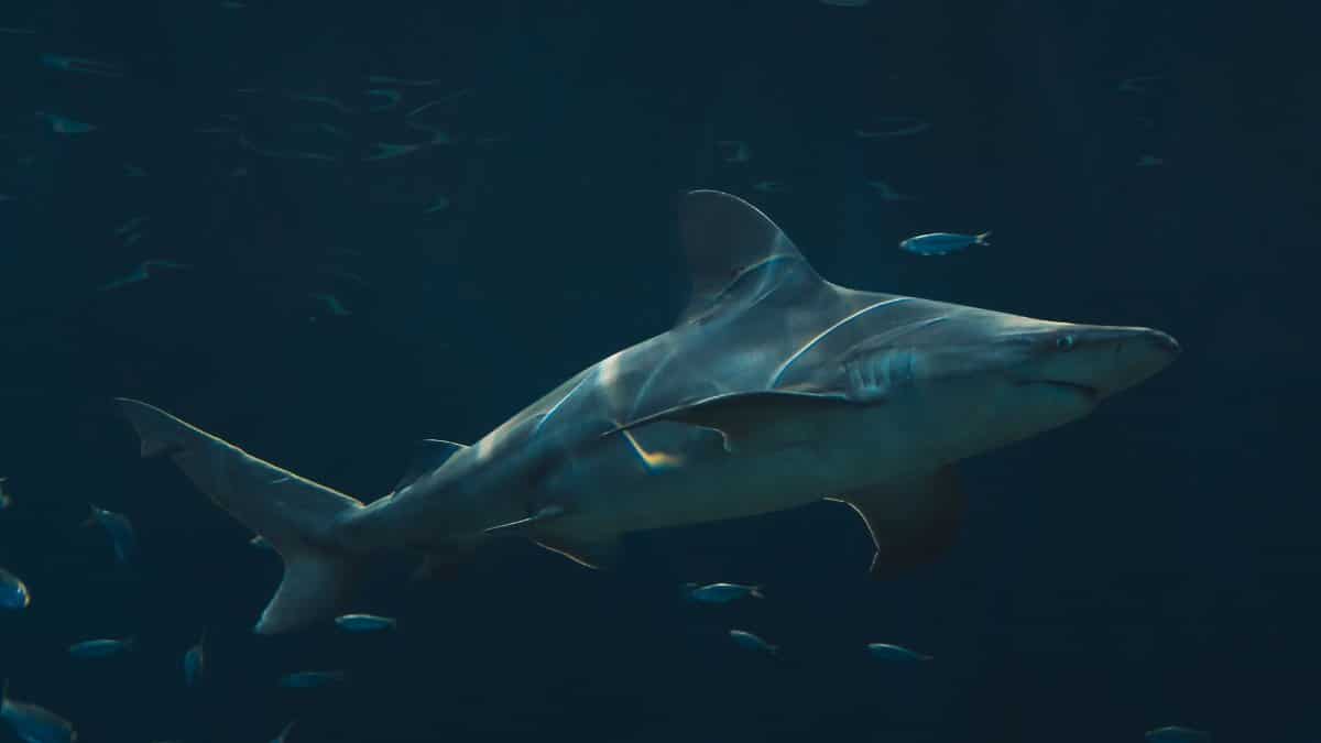 Majestic bull shark gliding through the ocean depths amidst small fish.