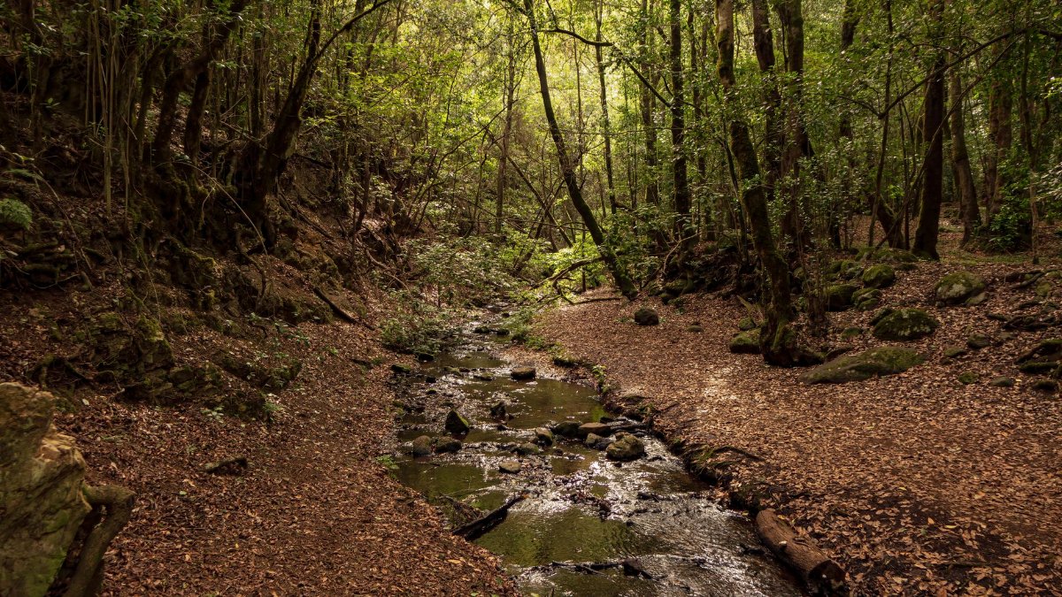 Peaceful forest stream flowing through lush woods in La Gomera, Spain.