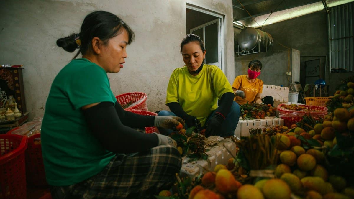 Three women sorting lychee in an indoor warehouse setting, showcasing teamwork and agriculture.