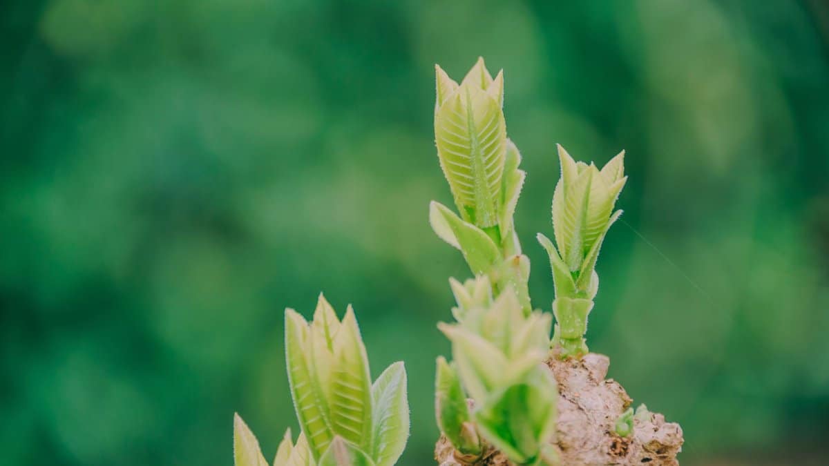 Zoomed in view of vibrant green buds on a plant branch, symbolizing fresh growth and nature.