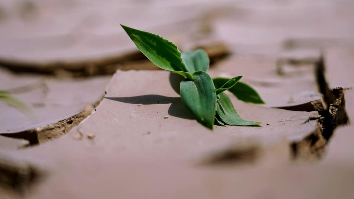 A green leaf emerging from dry, cracked land, symbolizing resilience and growth.