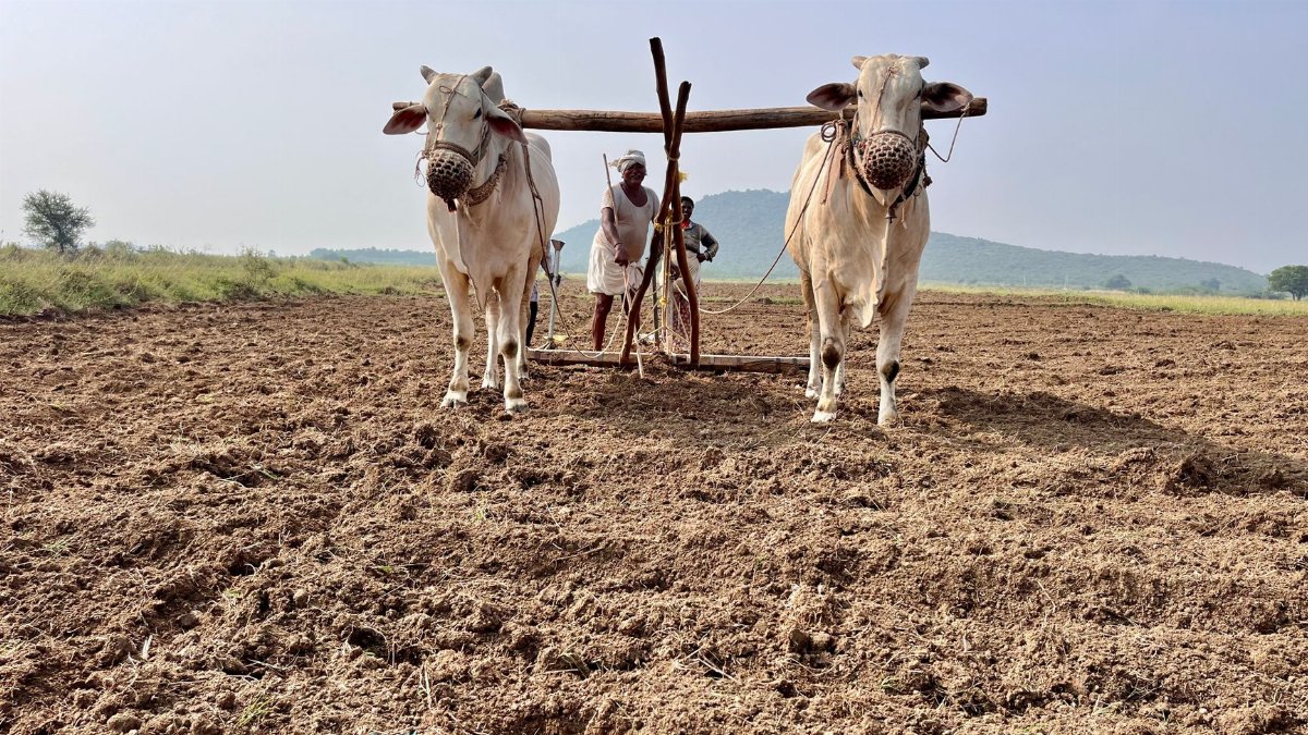 A farmer uses oxen to plow a field under a clear sky in a rural area.