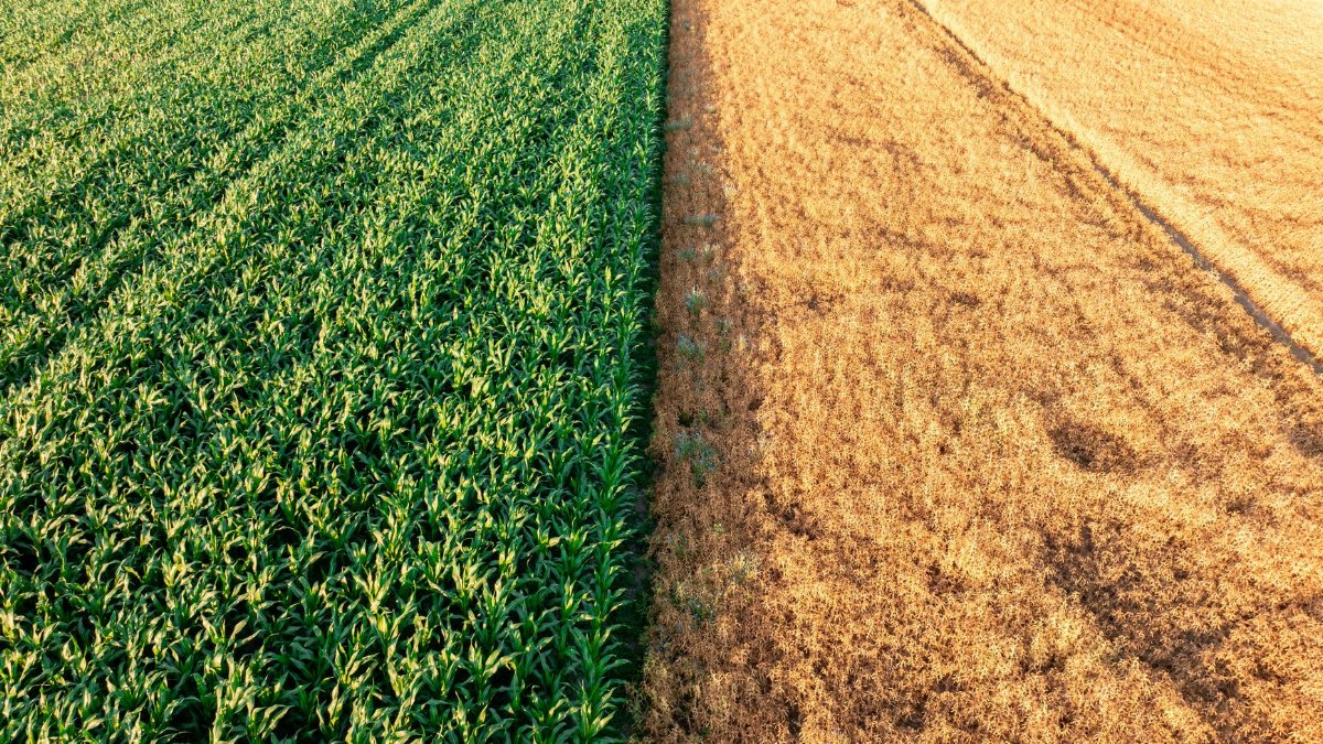 Contrast of lush green and dry brown fields in Königslutter, Germany. A stunning display of agricultural diversity.