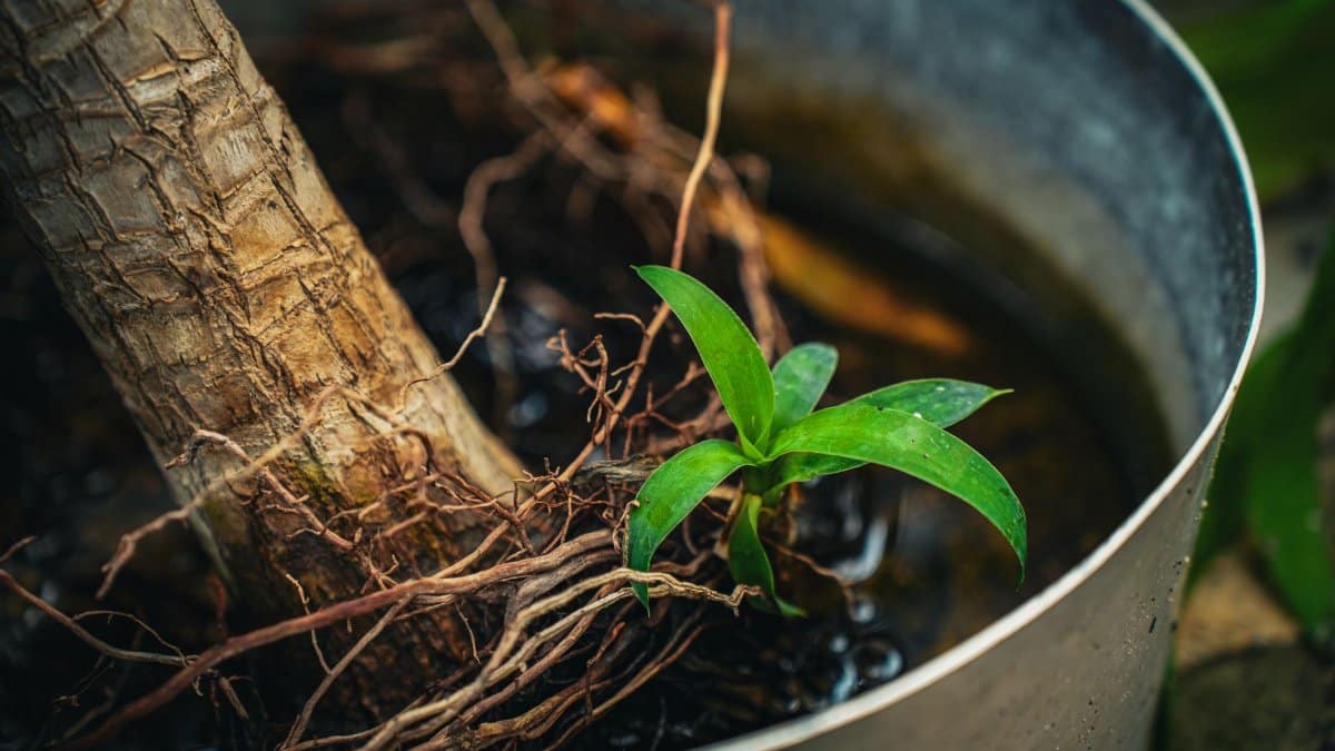 Detailed shot of a young plant with vibrant leaves and exposed roots in a pot.