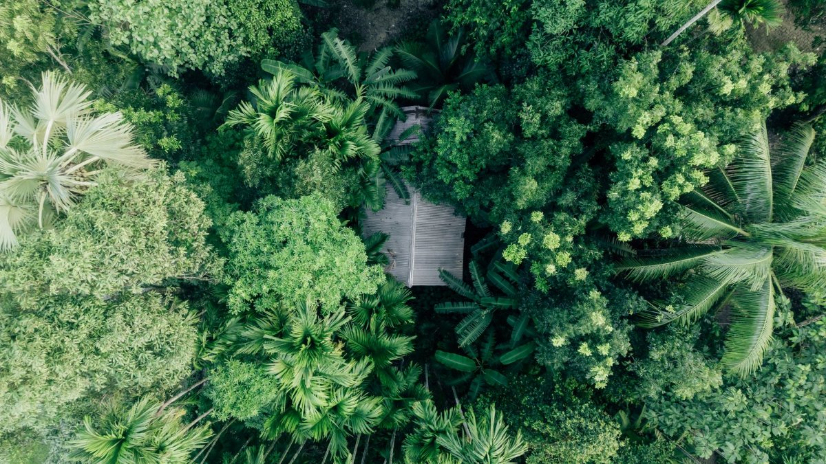 Aerial shot of green tropical jungle from above, revealing a hidden house.
