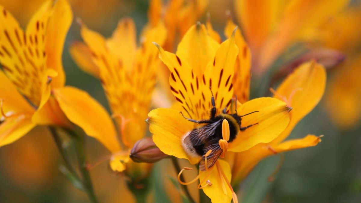 Close-up of a bumblebee pollinating a bright yellow lily in a garden setting.