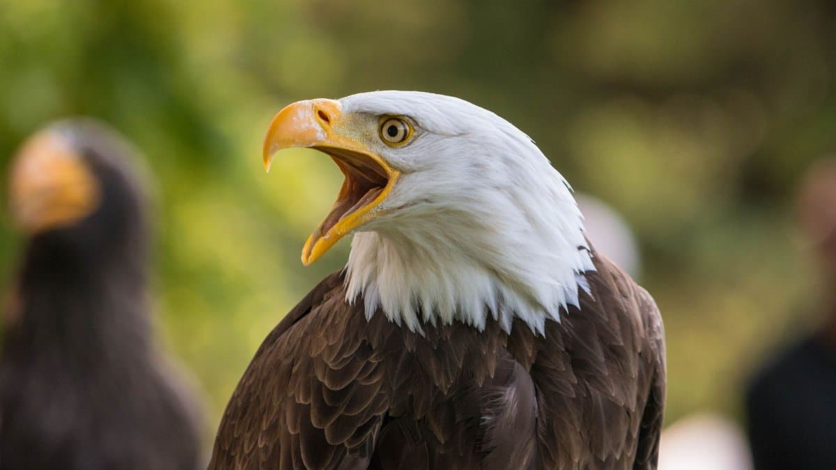 A close-up of a bald eagle with open beak, showcasing its striking features in a natural setting.