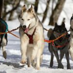 Four Siberian Huskies running in a winter wonderland, perfect for adventure themes.