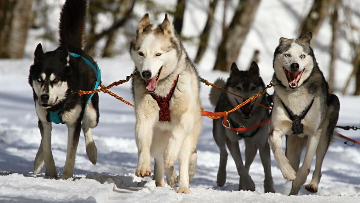 Four Siberian Huskies running in a winter wonderland, perfect for adventure themes.