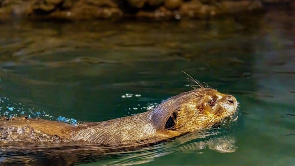 A vibrant shot of a river otter swimming in clear waters, showcasing its sleek fur and playful nature.