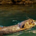 A vibrant shot of a river otter swimming in clear waters, showcasing its sleek fur and playful nature.