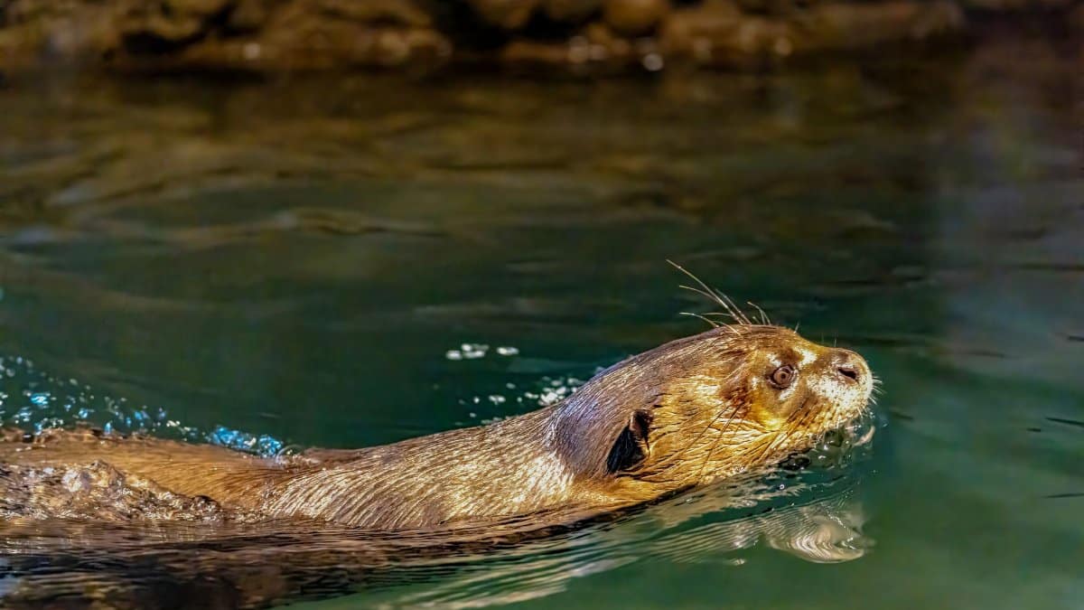 A vibrant shot of a river otter swimming in clear waters, showcasing its sleek fur and playful nature.