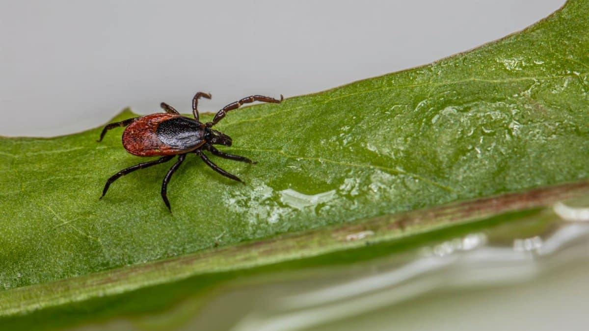 Close-up image of a tick on a wet green leaf, highlighting its macro details.