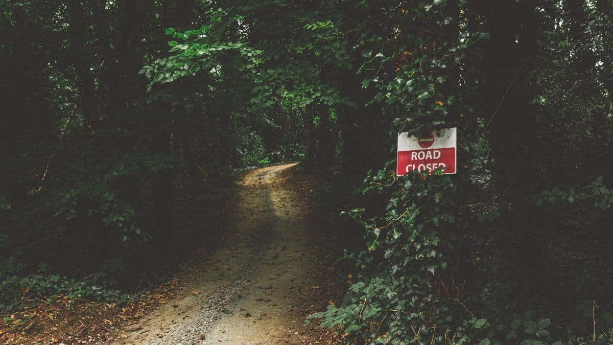 A serene forest path surrounded by lush greenery with a road closed sign.