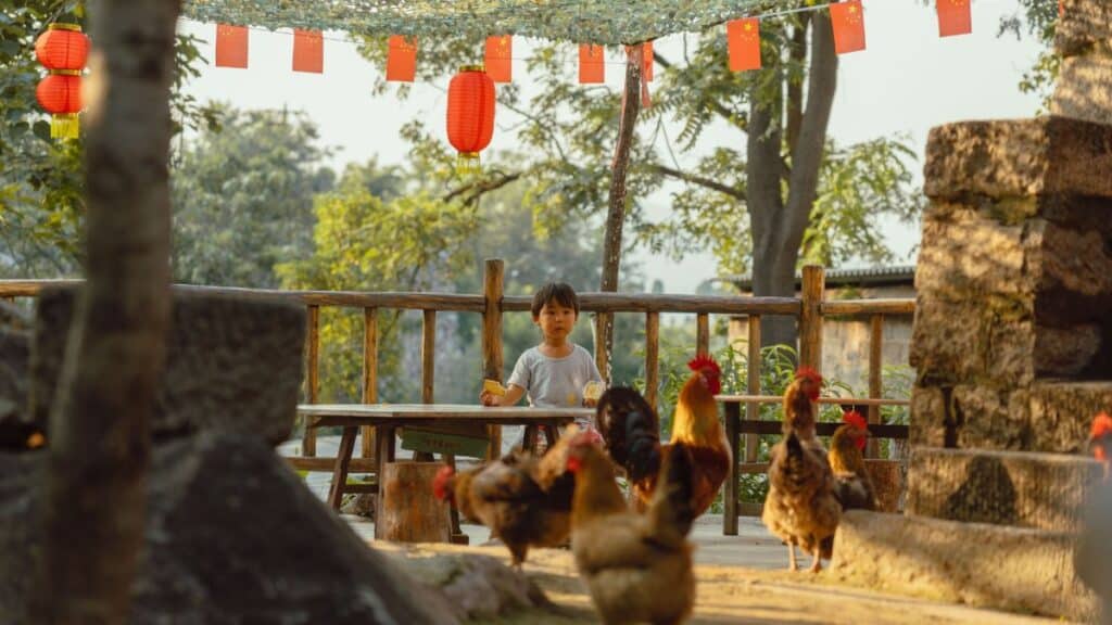 A young child sits among free-range chickens under red lanterns in a rustic outdoor setting.