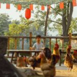 A young child sits among free-range chickens under red lanterns in a rustic outdoor setting.
