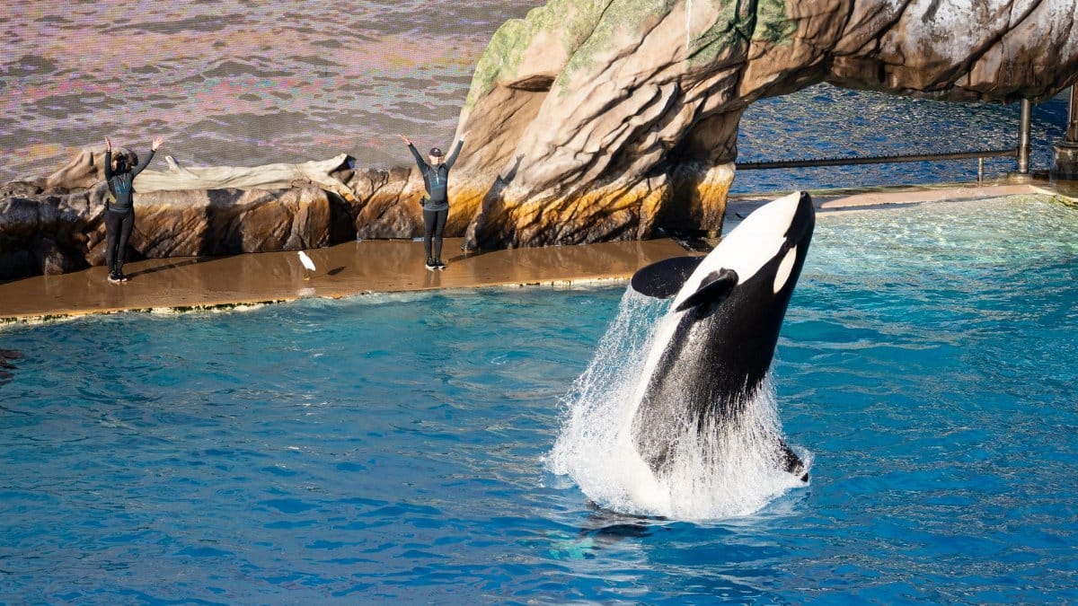 Spectacular orca whale show at SeaWorld San Diego with trainers in action.