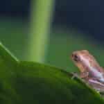 Close-up of a tiny frog perched on a vibrant green leaf in Kottayam, India.