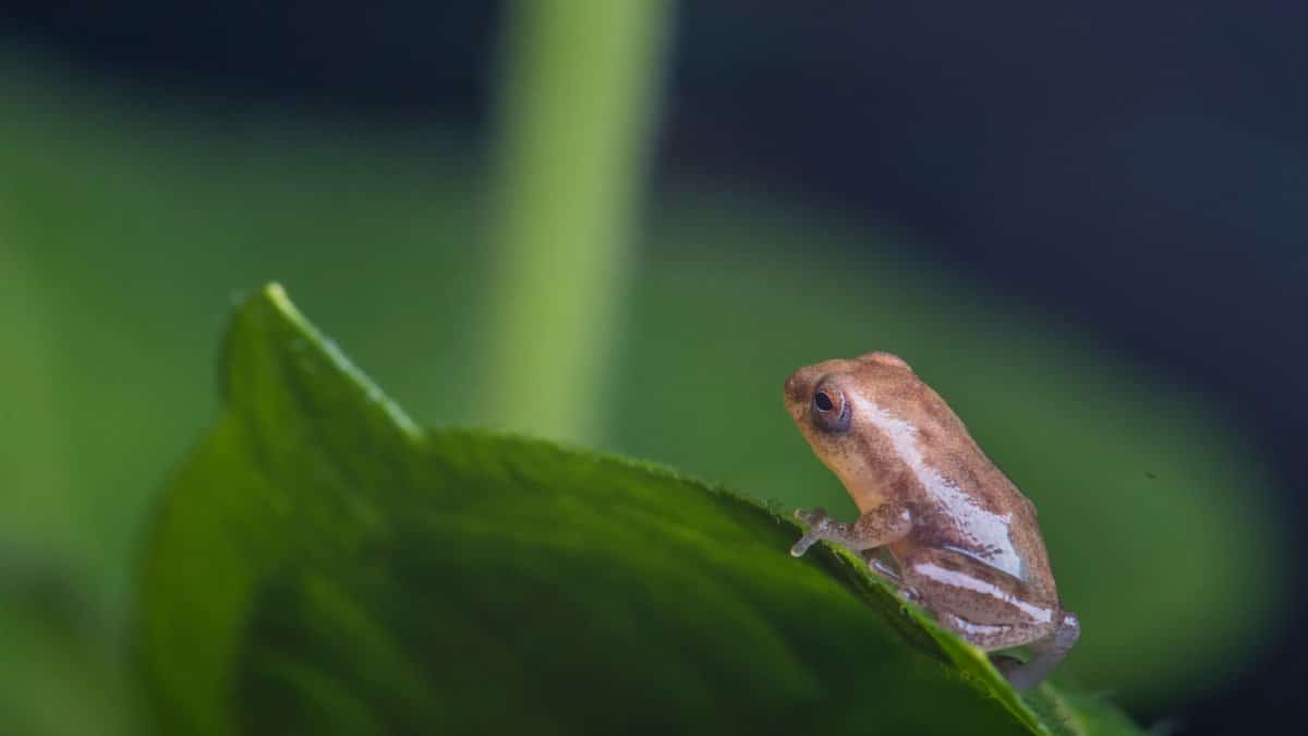 Close-up of a tiny frog perched on a vibrant green leaf in Kottayam, India.