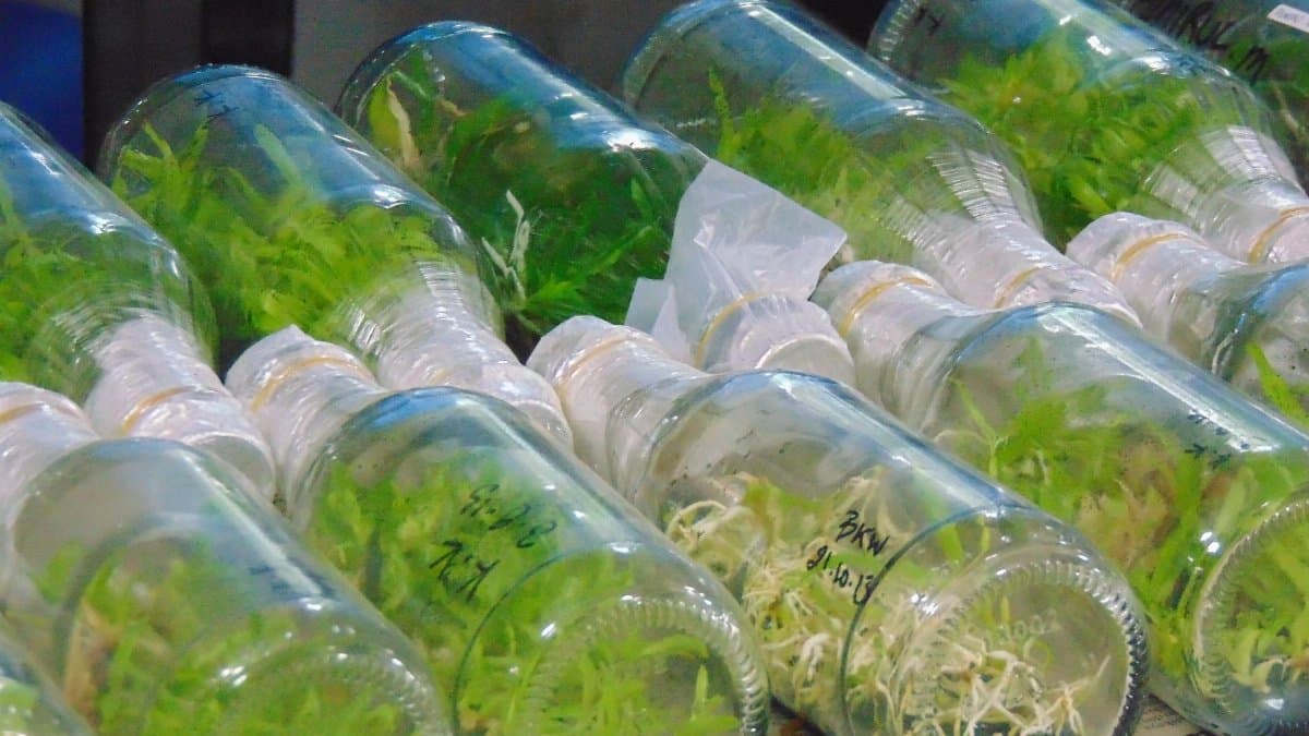 Tissue culture plants in glass bottles, showcasing laboratory methods in botany.
