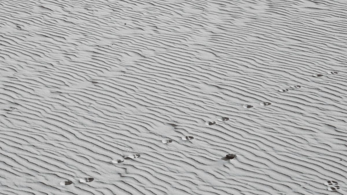 Capture of animal footprints on rippled sand dunes, showcasing intriguing natural patterns.