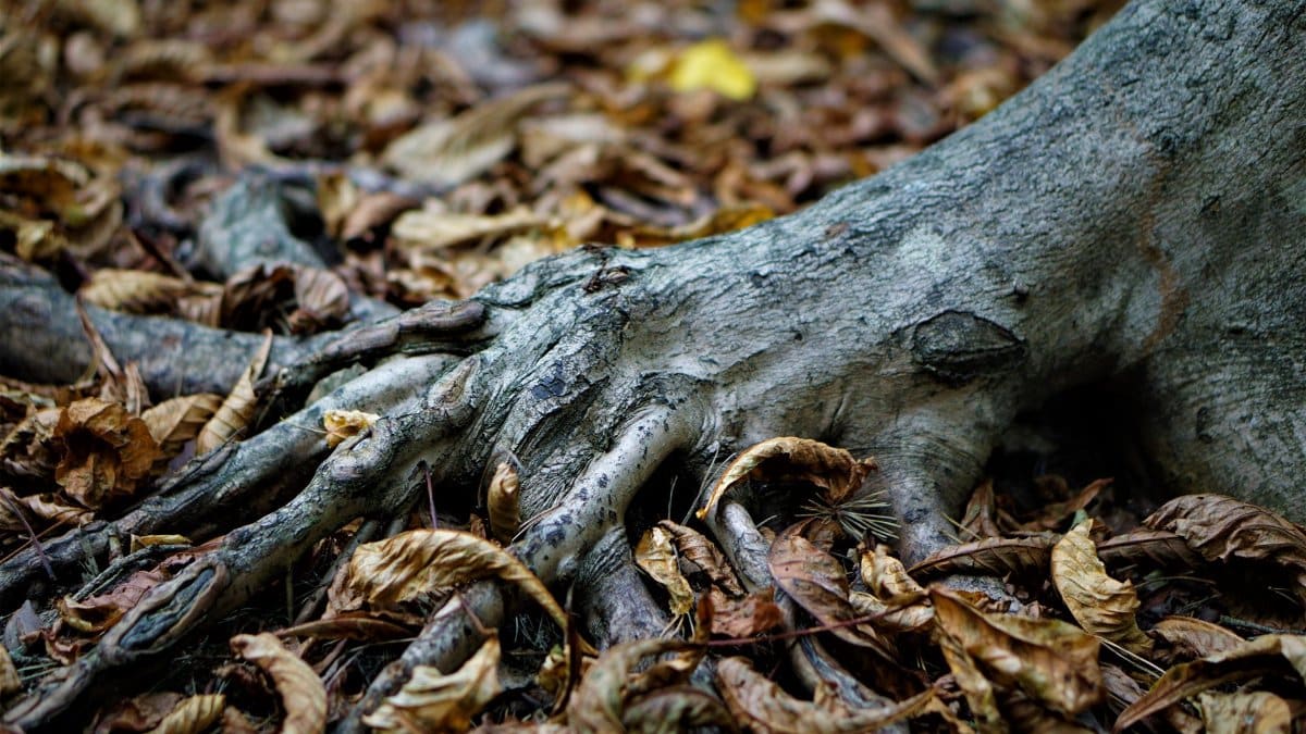 Detailed shot of tree roots intertwined with dried autumn leaves, showcasing nature's textures.