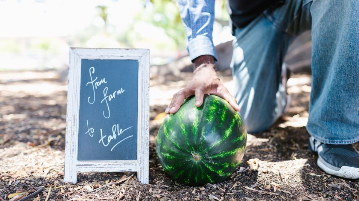 A farmer's hand rests on a watermelon beside a 'from farm to table' sign.