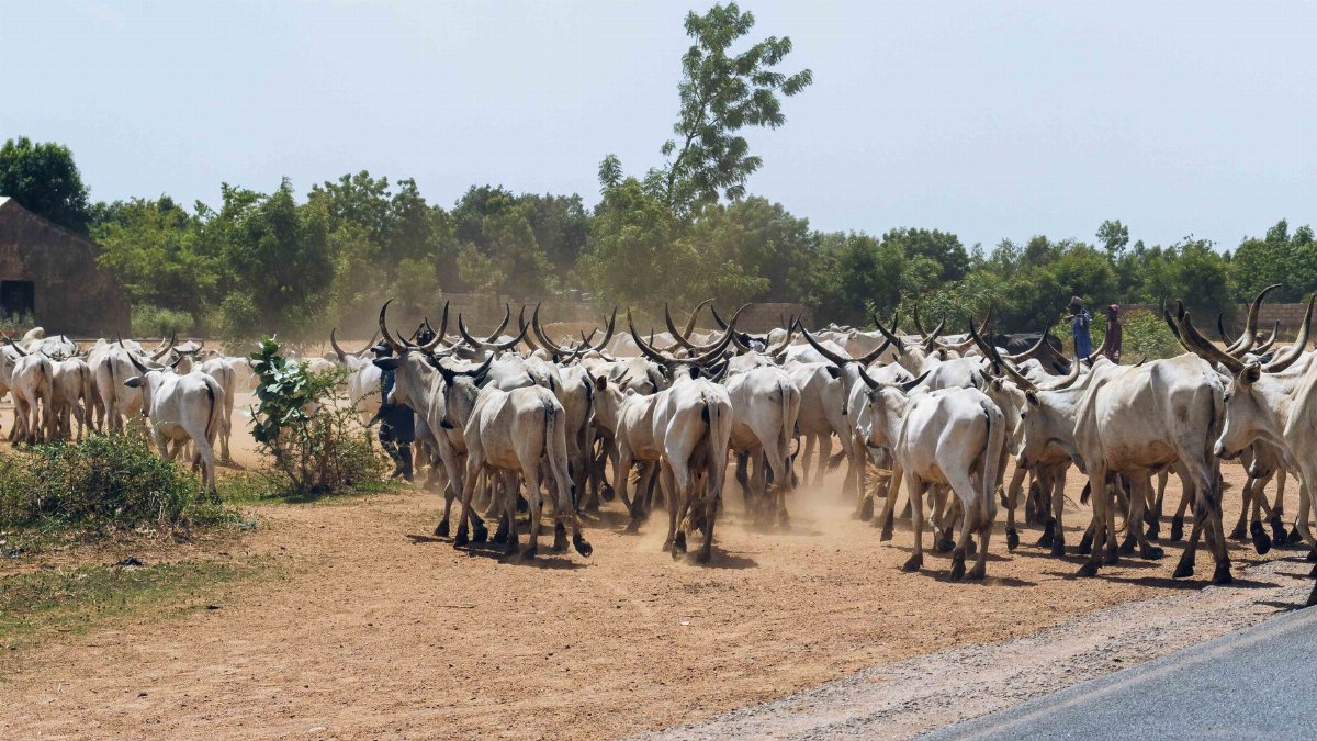 A group of cattle being herded along a rural road in Nigeria with dust rising behind them.