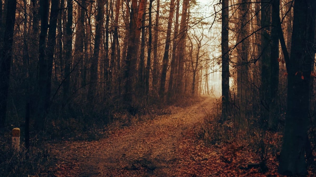 Explore the enchanting autumn forest path in Konin, Poland, with misty and mystical vibes.
