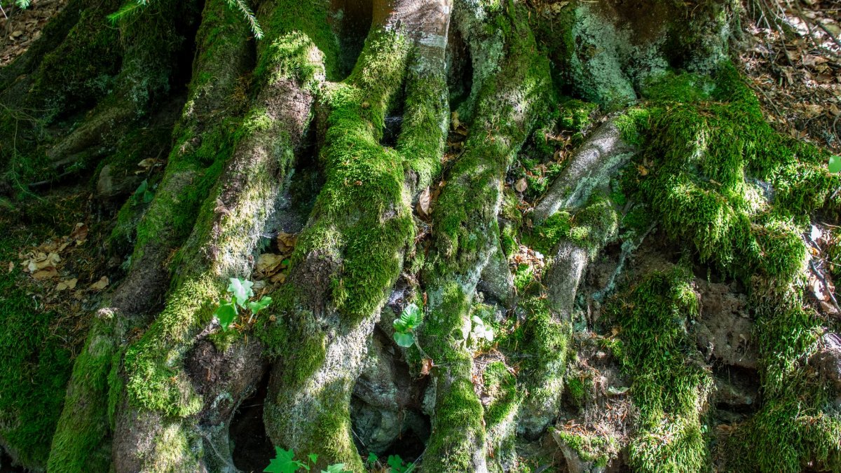 Close-up of twisted tree roots covered in vibrant green moss, showcasing nature's resilience.