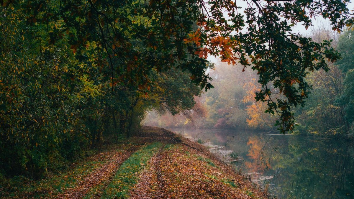 Explore a peaceful forest path by the river, vibrant with autumn colors in Poland.