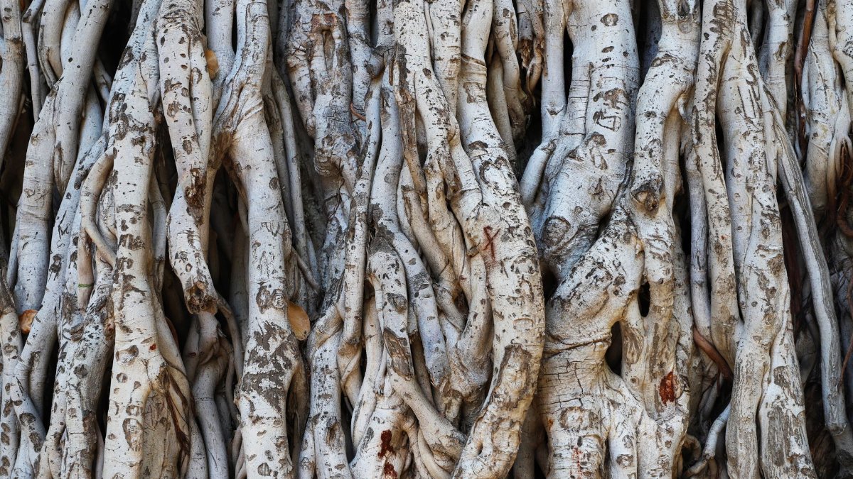 Detailed view of intertwined tree roots showcasing natural patterns and texture, perfect for backgrounds.