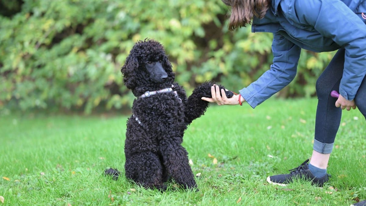 A black poodle dog shakes hands with its owner on a grassy field, showcasing a training moment.