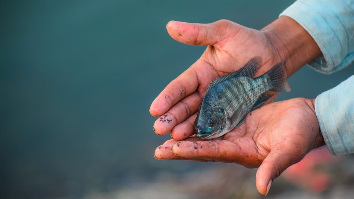 Close-up of hands gently holding a fish against a water backdrop.