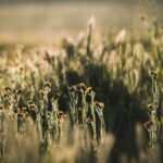 A peaceful wildflower field in Derby Acres, California, illuminated by warm sunlight.