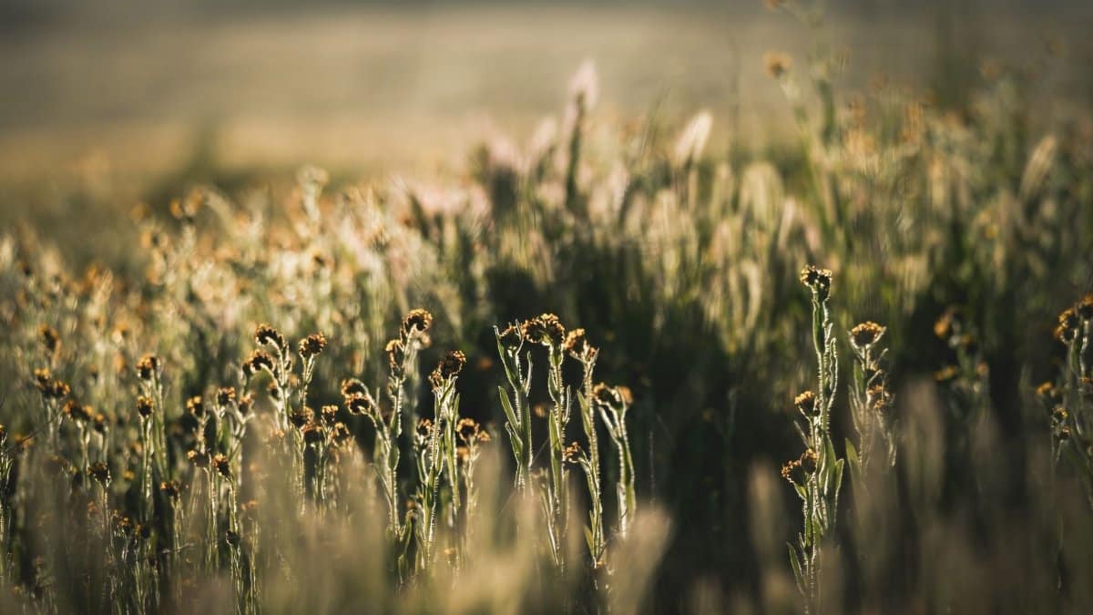 A peaceful wildflower field in Derby Acres, California, illuminated by warm sunlight.