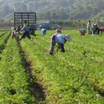 Farm workers harvesting in a lush field in Somis, California, under a bright morning sun.
