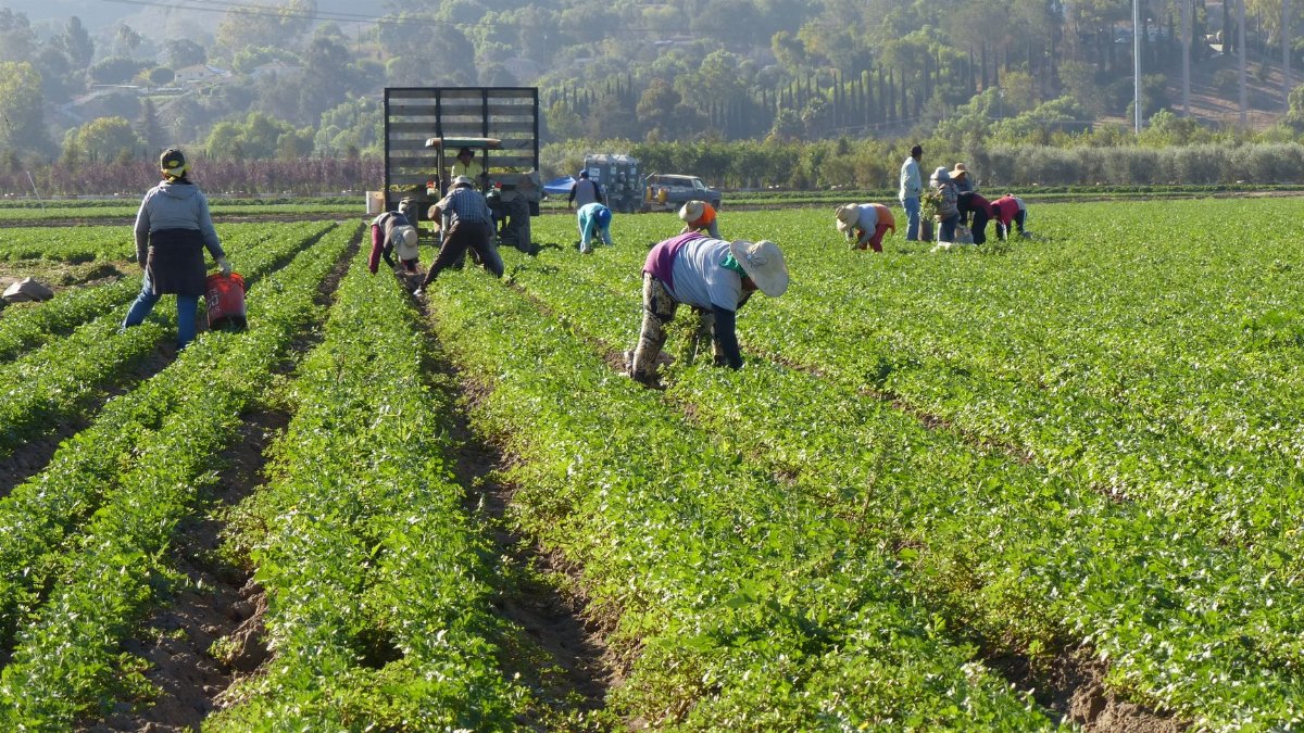 Farm workers harvesting in a lush field in Somis, California, under a bright morning sun.