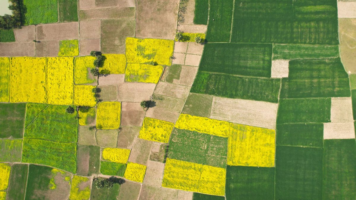 Aerial view showcasing vibrant green and yellow fields in Bangladesh, highlighting agricultural patterns.