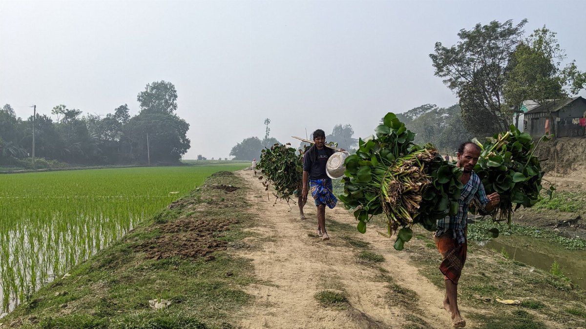 Men walking on a dirt road carrying harvested crops near rice fields in a rural village.