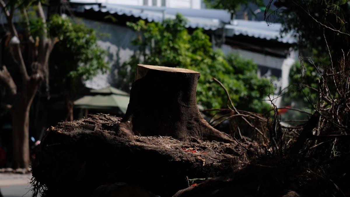 An urban scene with a large tree stump surrounded by buildings and greenery, highlighting city nature.