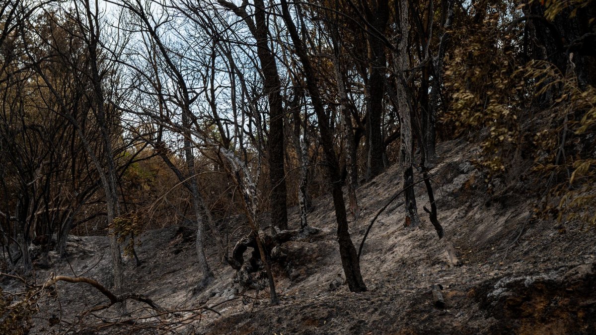 A stark view of a forest devastated by fire, showing burnt trees and ash-covered ground.