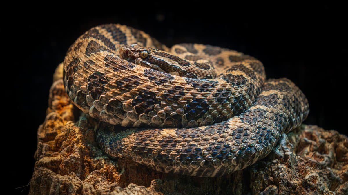 Macro photo of coiled Eastern Massasauga rattlesnake displaying scales and patterns.